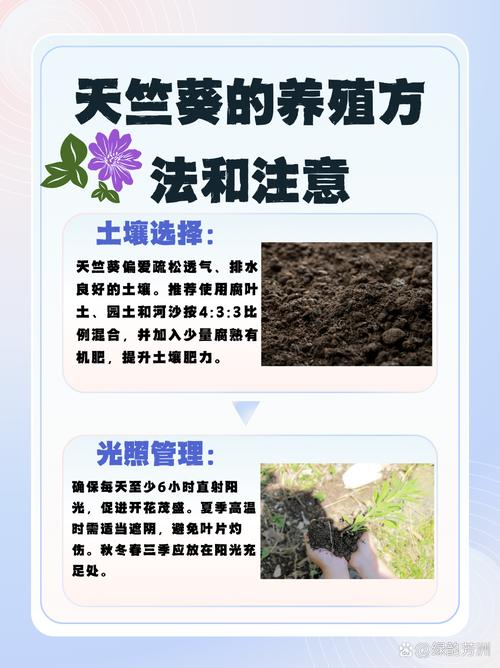 自己天竺葵种子种植方法