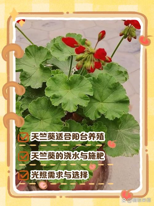 自己天竺葵种子种植方法