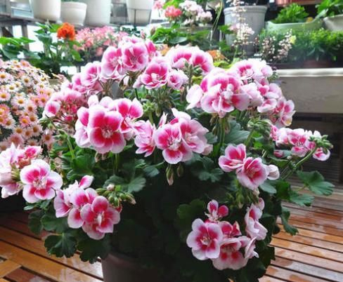 自己天竺葵种子种植方法