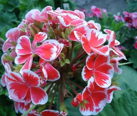 自己天竺葵种子种植方法