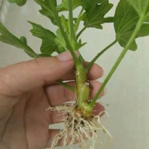 自己天竺葵种子种植方法