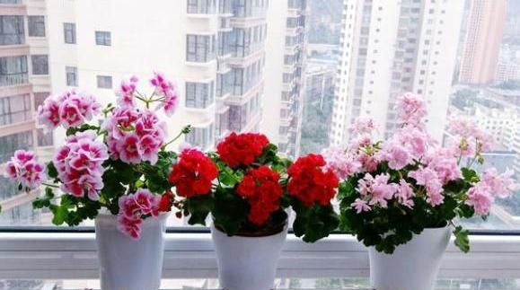 自己天竺葵种子种植方法