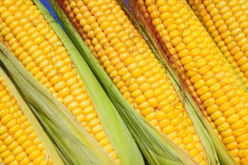 粘玉米种植技术