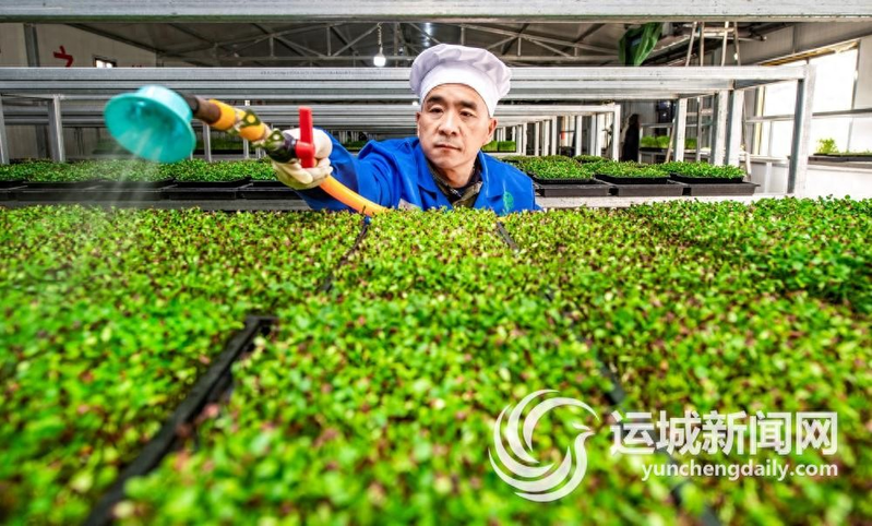 油葵芽苗菜种植技术