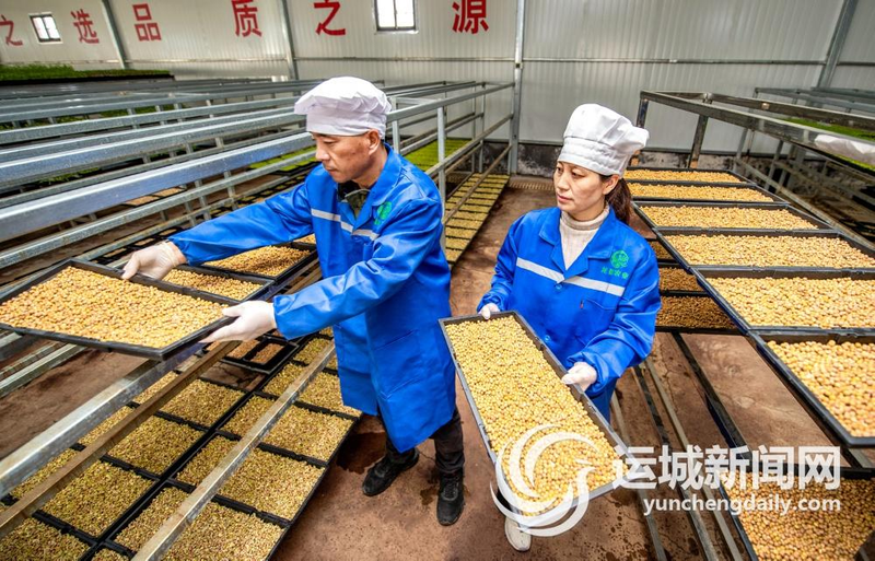 油葵芽苗菜种植技术