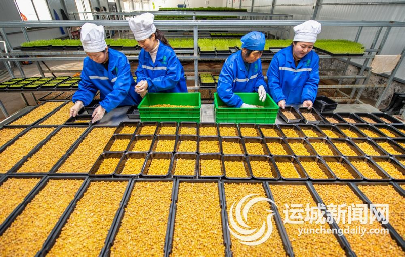 油葵芽苗菜种植技术