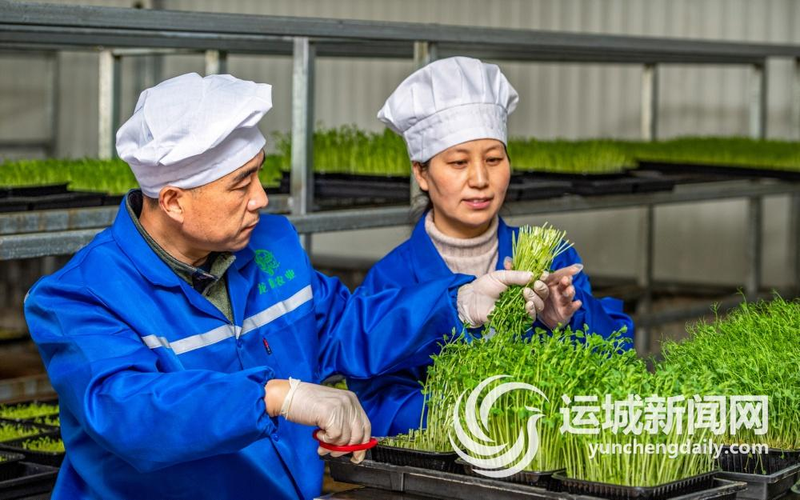 油葵芽苗菜种植技术