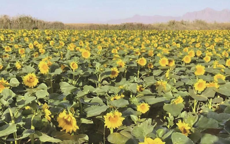 油葵芽苗菜种植技术