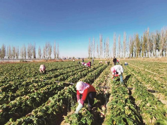 油葵芽苗菜种植技术