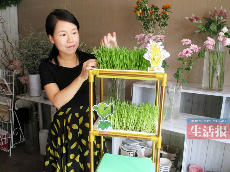 油葵芽苗菜种植技术