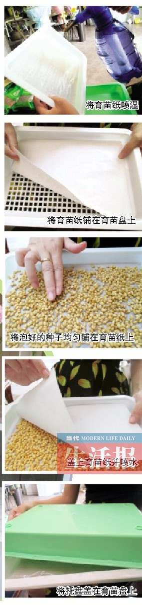 油葵芽苗菜种植技术