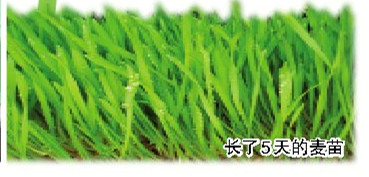 油葵芽苗菜种植技术