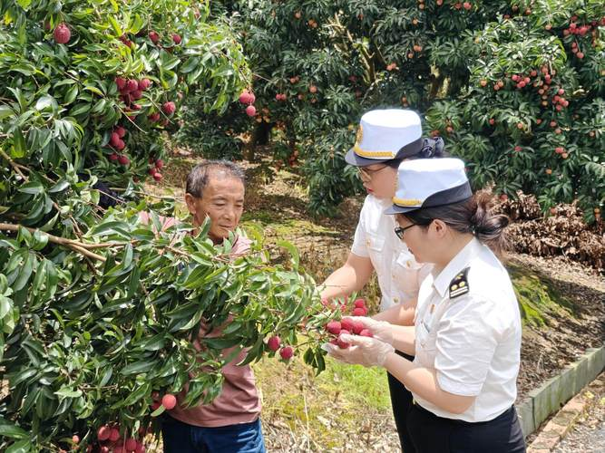荔枝种植技术视频