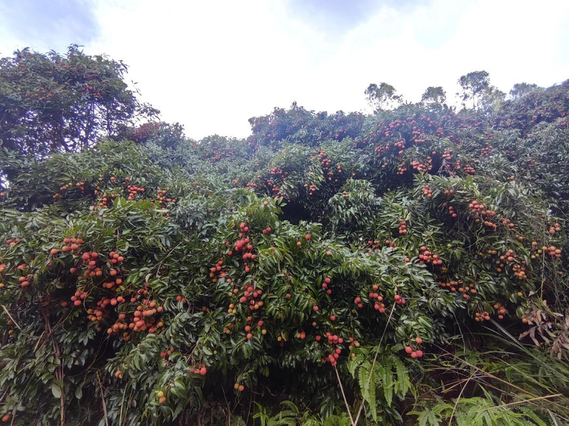 荔枝种植技术视频
