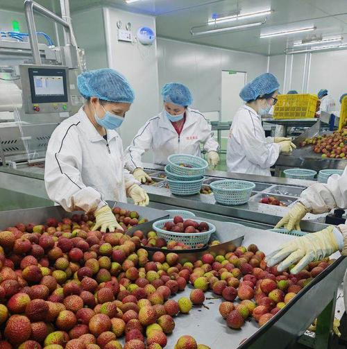 荔枝种植技术视频