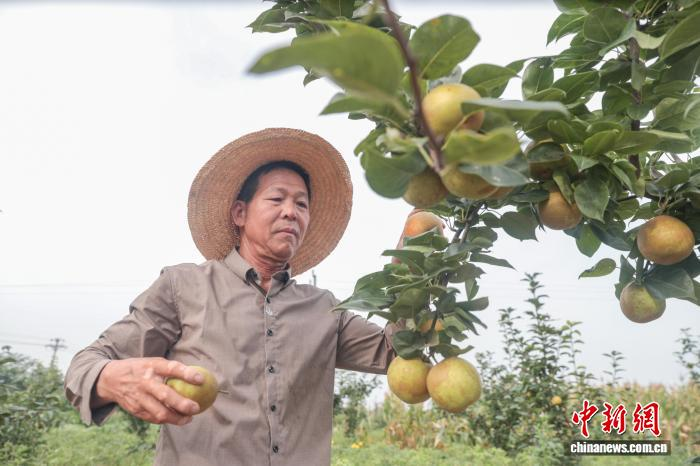 江西种植的水果