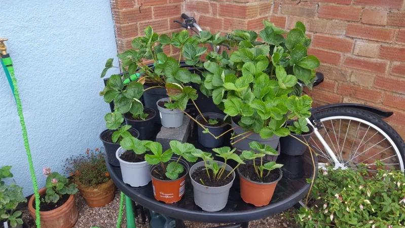 草莓种植方法盆栽