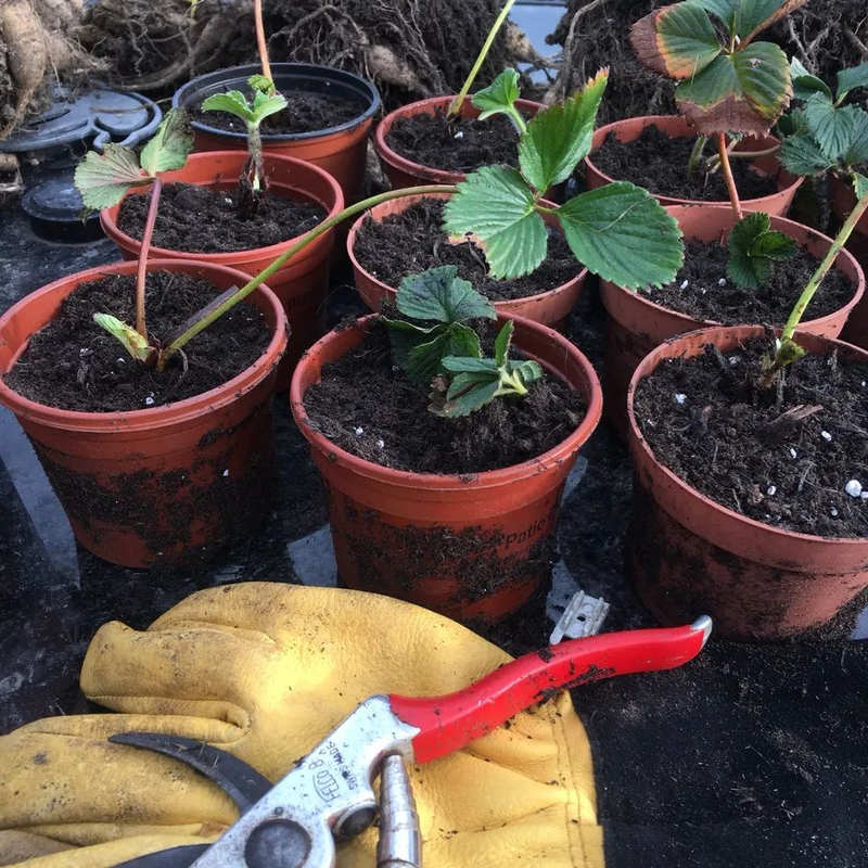 草莓种植方法盆栽
