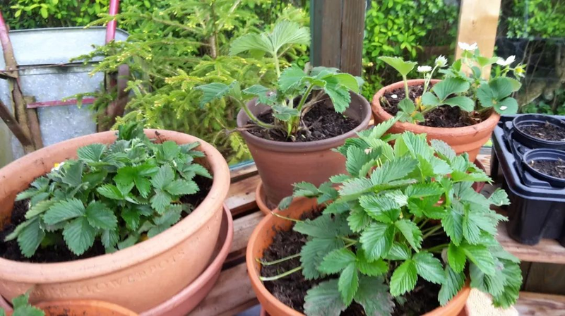 草莓种植方法盆栽