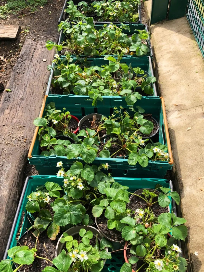 草莓种植方法盆栽