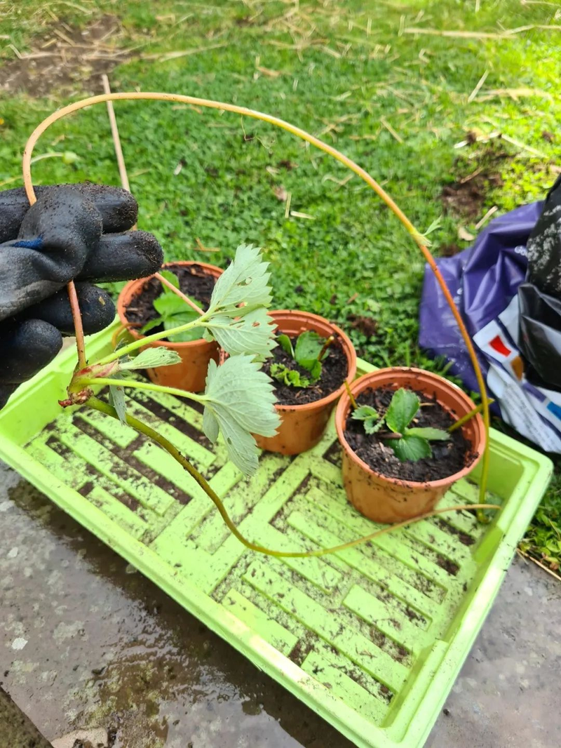 草莓种植方法盆栽