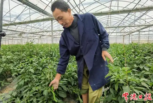 有机蔬菜种植技术