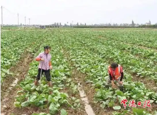 有机蔬菜种植技术