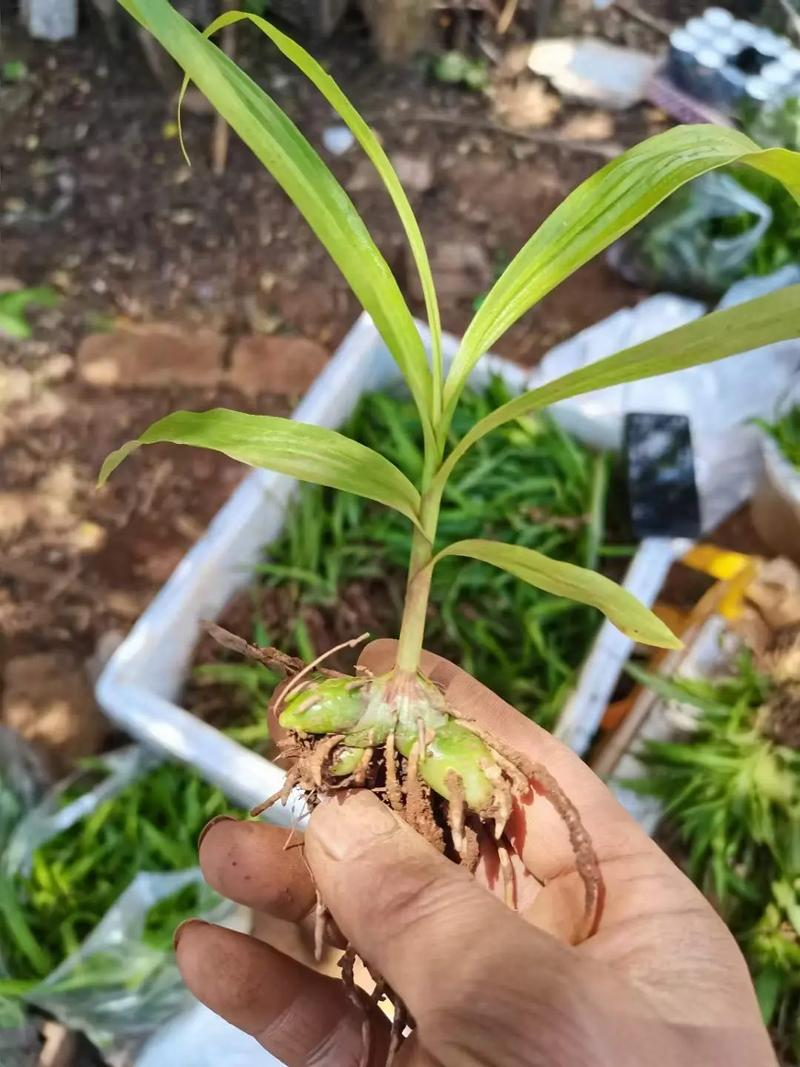白芨种植技术和栽培