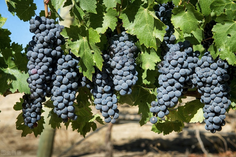 雪葡萄树的种植方法