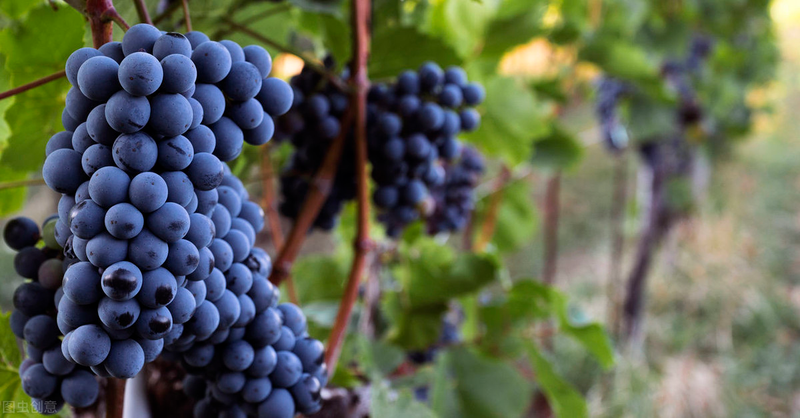 雪葡萄树的种植方法