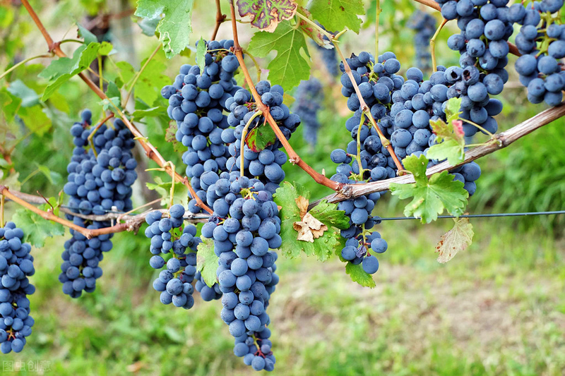 雪葡萄树的种植方法