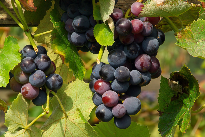 雪葡萄树的种植方法
