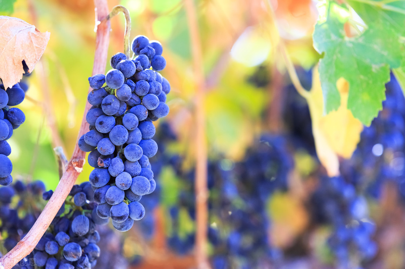 雪葡萄树的种植方法