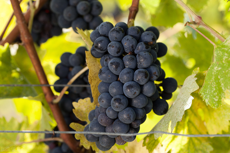 雪葡萄树的种植方法