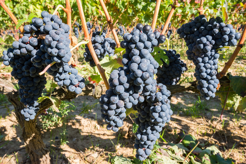 雪葡萄树的种植方法