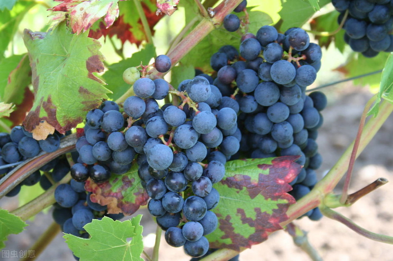 雪葡萄树的种植方法
