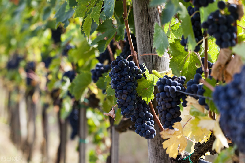 雪葡萄树的种植方法
