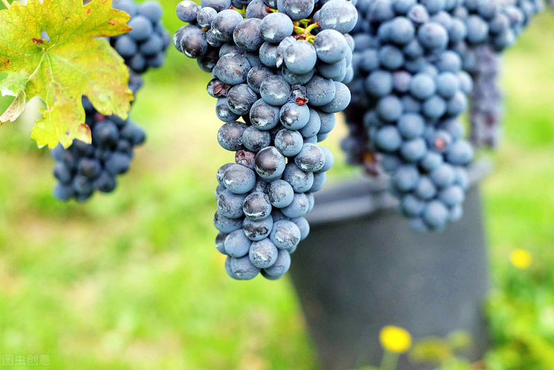 雪葡萄树的种植方法