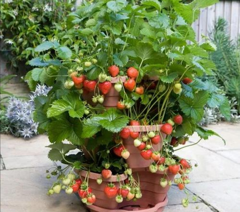 草莓种植方法盆栽