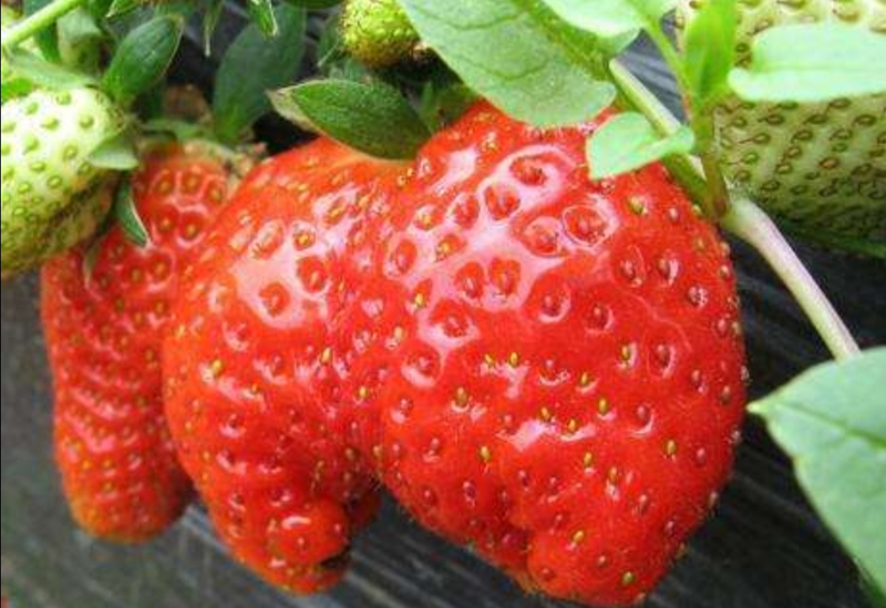 草莓种植方法盆栽