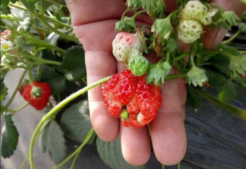 草莓种植方法盆栽