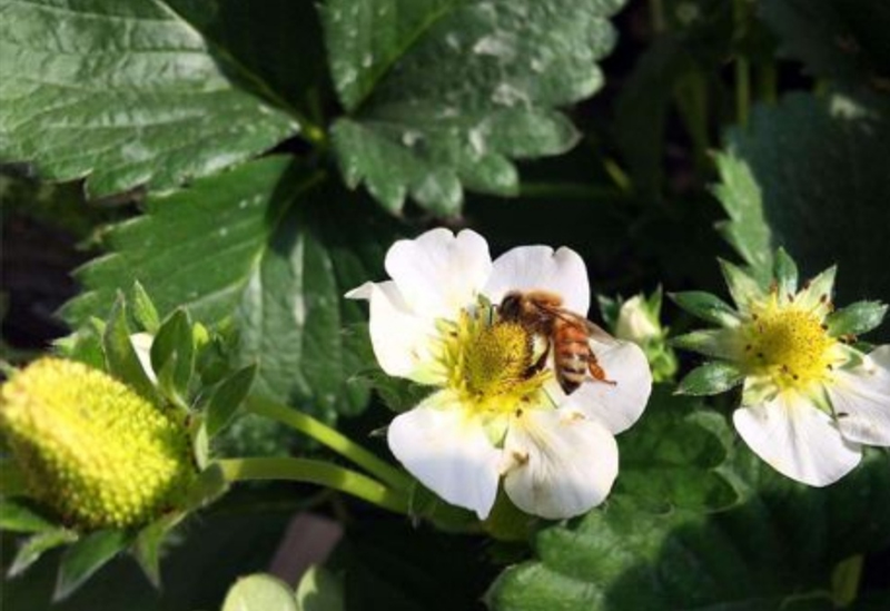 草莓种植方法盆栽