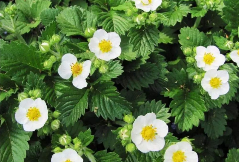 草莓种植方法盆栽