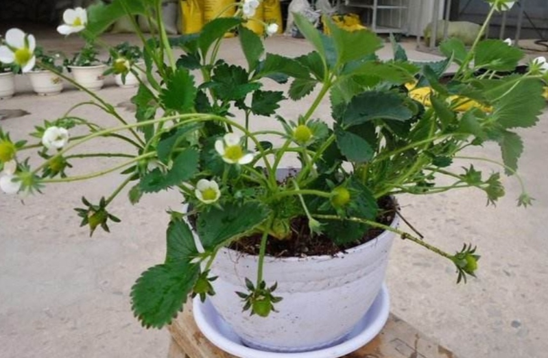 草莓种植方法盆栽
