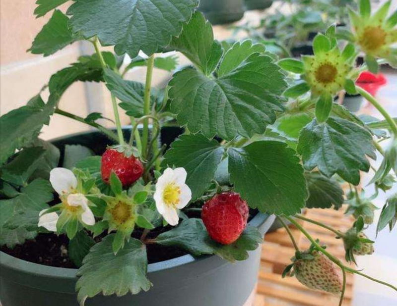草莓种植方法盆栽