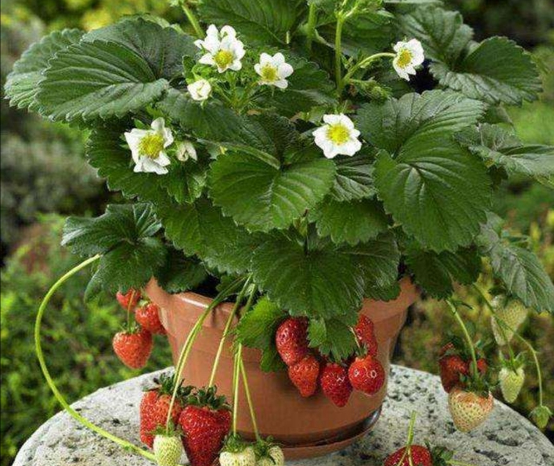 草莓种植方法盆栽