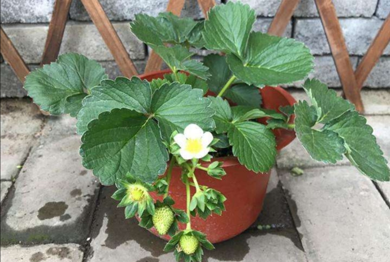 草莓种植方法盆栽