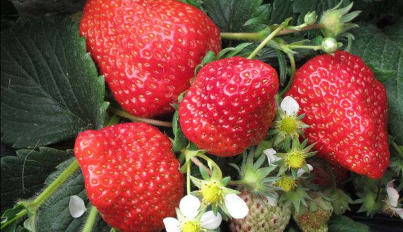 草莓种植方法盆栽