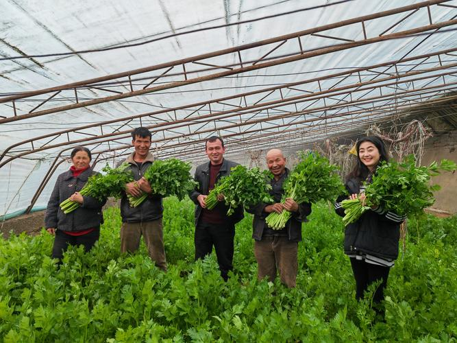 大蒜种植技术视频