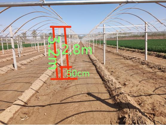 雪葡萄树的种植方法